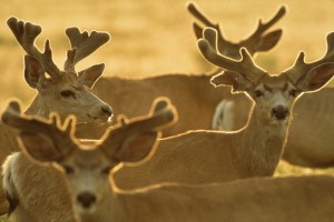 Rocky Mountain Arsenal Best Refuge