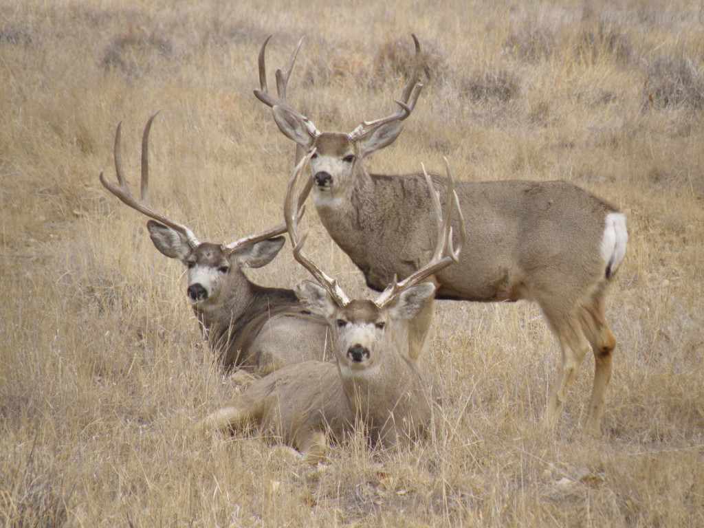 Deer Threesome