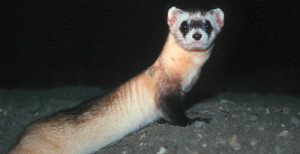 ferret at night