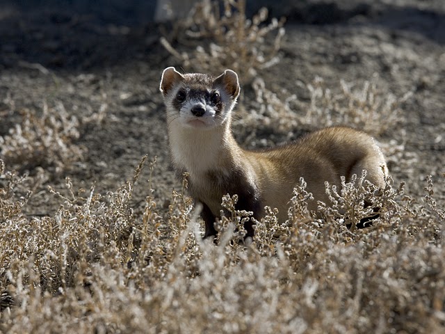 Why Wildlife Refuges Matter