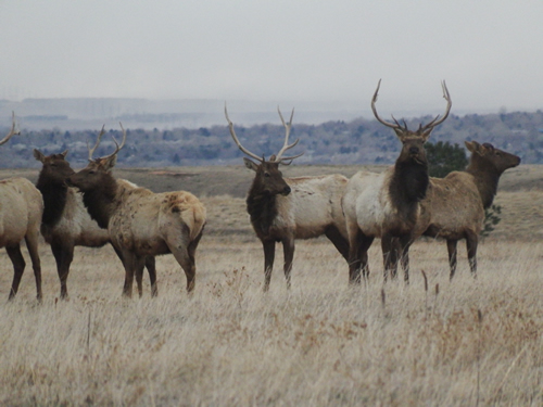 ELK RFNWR Gene Reetz April 2018